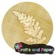 βουλοκερι σφραγιδα χωρις χερουλι fern l