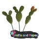 Φυτο cactus σετ 3 τεμ.