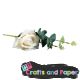 Λουλουδι Rose white +eucalyptus 28εκ.